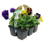 Seedling Tray 6-Pack Assorted Flowers And Herbs 4 Trays