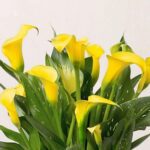 Plant Calla Lily Zantedeschia 14Cm Per 2 Pots Assorted Colours - Image 4