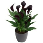 Plant Calla Lily Zantedeschia 14Cm Per 2 Pots Assorted Colours - Image 5