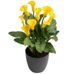 Plant Calla Lily Zantedeschia 14Cm Per 2 Pots Assorted Colours - Image 7